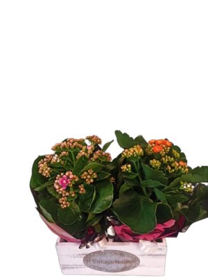 ΚΑΛΑΝΤΙΒΕΣ ΣΕ ΚΑΣΠΟ