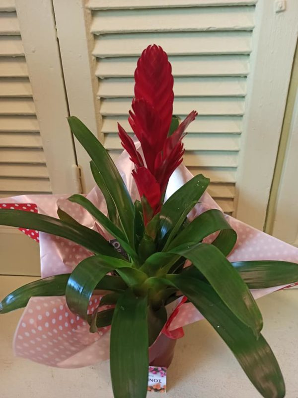 Φυτό ΒΡΙΕΖΙΑ σε κεραμικό, ιδανικο για δώρο στη Θεσσαλονίκη! Μεγάλη γκάμα λουλουδιών & φυτών. Online Ανθοπωλείο Ανθοδημιουργίες, Τούμπα Θεσσαλονίκη.