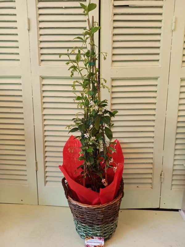 Γιασεμί σε διακοσμητικό καλάθι, ιδανικό για δώρο! Μεγάλη γκάμα σε φυτά & λουλούδια στη Θεσσαλονίκη! Online Ανθοπωλείο Ανθοδημιουργίες, Τούμπα Θεσσαλονίκη.