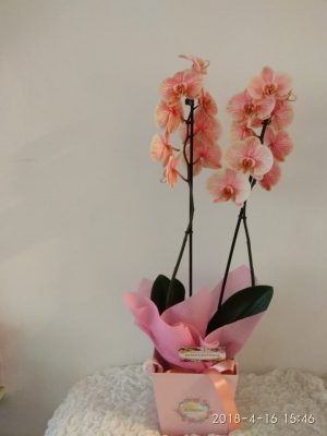 luxurious orchids