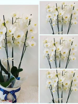 Luxury Orchids an elegant gift. Delivery Orchids to Thessaloniki