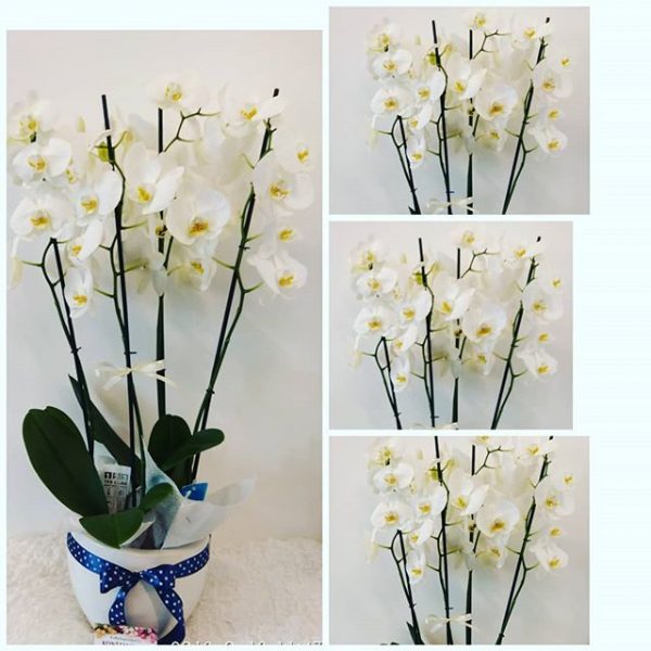 Luxury Orchids an elegant gift. Delivery Orchids to Thessaloniki