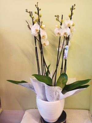 Ανθοπωλείο Θεσσαλονίκη Ανθοδημιουργίες | luxury orchids