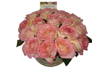 ΡΟΖ ΤΡΙΑΝΤΑΦΥΛΛΑ ΣΕ ΚΟΥΤΙ ΔΩΡΟΥ