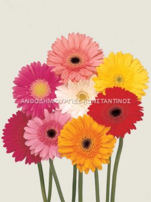 Ζέρμπερες σε μεγάλη ποικίλια χρωμάτων! Όλα μας τα λουλούδια μπορείτε να τα βρείτε online! Ανθοπωλείο Ανθοδημιουργίες Τούμπα Θεσσαλονίκη