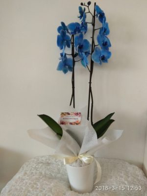 blue hechide