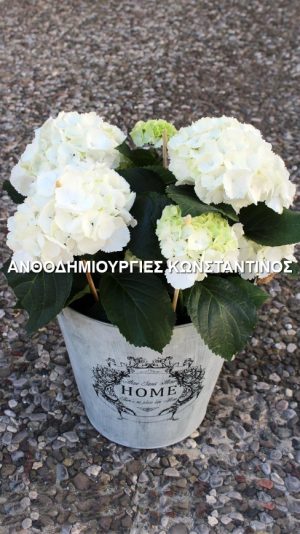 ορτανσια σε κασπο μεταλλικο