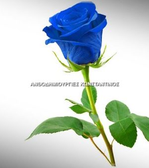 Μπλέ Τριαντάφυλλα Όλα μας τα λουλούδια μπορείτε να τα βρείτε online! Ανθοπωλείο Ανθοδημιουργίες Τούμπα Θεσσαλονίκη