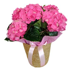 ρόζ ορτανσιά σε ψάθινο καλάθι