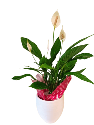 Σπαθίφυλλο σε Κεραμικό | Ανθοπωλείο στη Θεσσαλονίκη Ανθοδημιουργίες