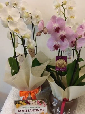 Double Orchids in Ceramic