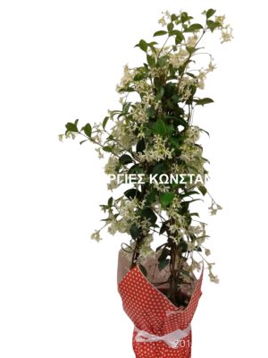 ΓΙΑΣΕΜΙ ΡΥΓΧΟΣΠΕΡΜΑ