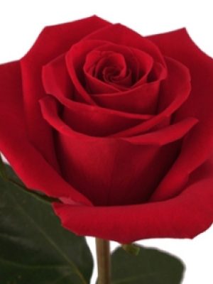Τριαντάφυλλα σε διάφορα χρώματα. Όλα μας τα λουλούδια μπορείτε να τα βρείτε online! Ανθοπωλείο Ανθοδημιουργίες Τούμπα Θεσσαλονίκη