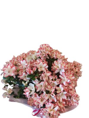 ΑΖΑΛΕΑ ΦΟΥΞ