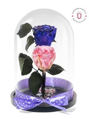 2 τριαντάφυλλα forever σε ροζ & μωβ χρώμα σε γυάλινη καμπάνα. Ανθοπωλείο Ανθοδημιουργίες Τούμπα Θεσσαλονίκη