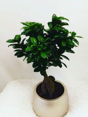 bonsai in ceramic