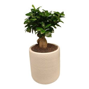 ΜΠΟΝΣΑΙ ΣΕ ΚΕΡΑΜΙΚΟ