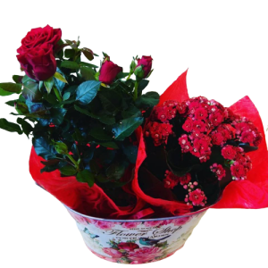 ΣΥΝΘΕΣΗ ΦΥΤΩΝ ΣΕ ΔΙΑΚΟΣΜΗΤΙΚΟ ΘΕΣΣΑΛΟΝΙΚΗ | Online ανθοπωλείο ανθοδημιουργίες Τούμπα Θεσσαλονίκης