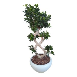 Μεγάλο διακοσμητικό μπονζάι 90CM