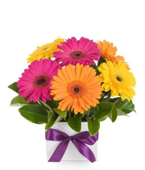 ΚΟΥΤΙ ΜΕ ΠΟΛΥΧΡΩΜΕΣ ΖΕΡΜΠΕΡΕΣ