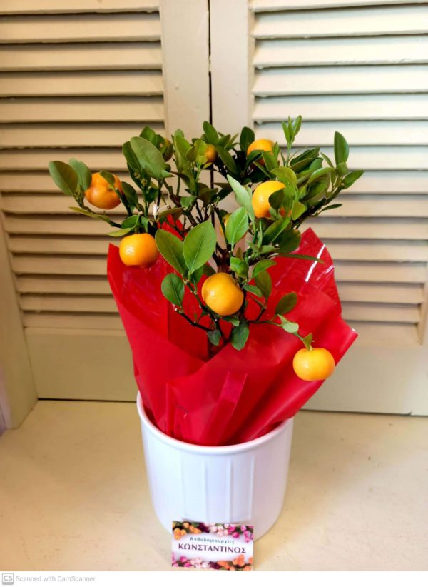 Φυτό ΚΑΛΑΜΟΝΤΙΝ σε κεραμικό, ιδανικό για δώρο στη Θεσσαλονίκη! Μεγάλη γκάμα λουλουδιών & φυτών. Online Ανθοπωλείο Ανθοδημιουργίες, Τούμπα Θεσσαλονίκη.
