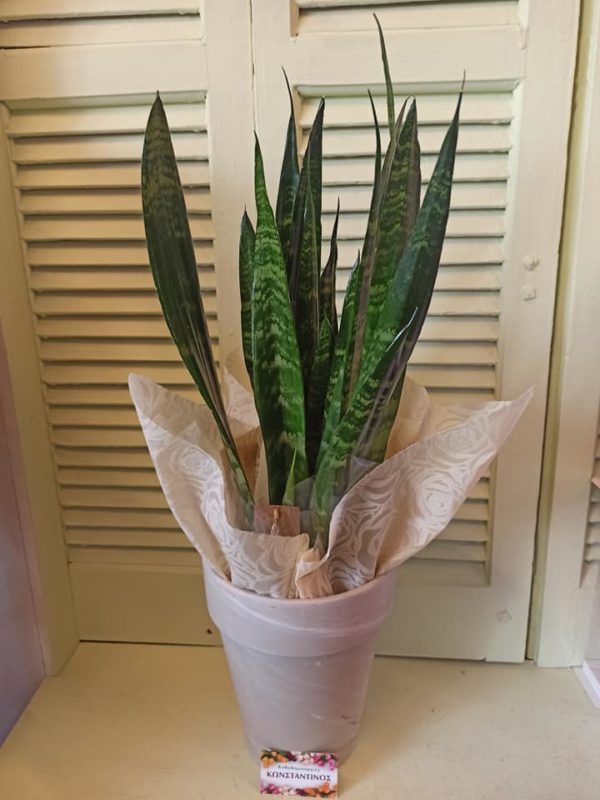Φυτό ΣΑΝΣΙΒΕΡΙΑ σε κεραμικό, ιδανικό για δώρο στη Θεσσαλονίκη! Μεγάλη γκάμα λουλουδιών & φυτών. Online Ανθοπωλείο Ανθοδημιουργίες, Τούμπα Θεσσαλονίκη.