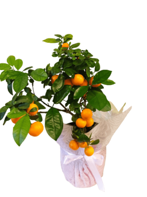 φυτό καλαμοντίν πορτοκαλιά