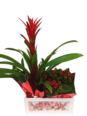 ΣΥΝΘΕΣΗ ΦΥΤΩΝ ΓΚΟΥΣΜΑΝΙΑ ΚΑΛΑΝΤΙΒΑ ΣΕ ΞΥΛΙΝΟ ΚΑΣΠΟ | Ανθοπωλεία Θεσσαλονίκη Ανθοδημιουργίες