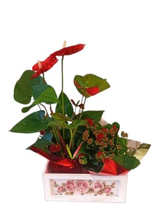 ΣΥΝΘΕΣΗ ΦΥΤΩΝ ΑΝΘΟΥΡΙΟ ΜΕ ΚΑΛΑΝΤΙΒΑ ΣΕ ΔΙΑΚΟΣΜΗΤΙΚΟ ΚΑΣΠΟ