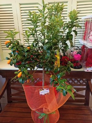 Φυτό Κουμ Κουάτ στη Θεσσαλονίκη! Μεγάλη γκάμα σε φυτά και λουλούδια! Αυθημερόν Παραδόσεις! Online Ανθοπωλείο Ανθοδημιουργίες, Τούμπα Θεσσαλονίκη.