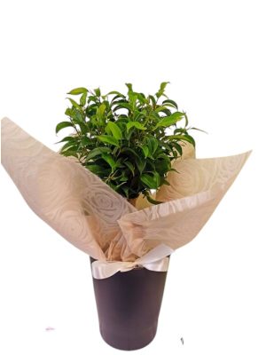 Φίκος Μπονσάι