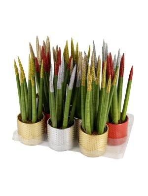 Σανσεβιέρια – Sansevieria cylindrica