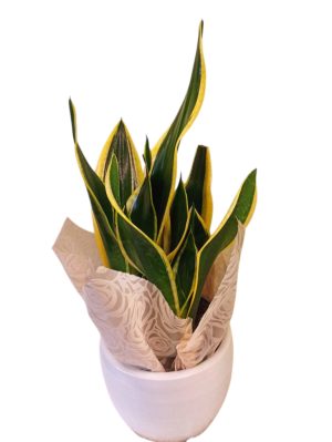 σανσιβέρια σε κεραμικό ή γλώσσα της πεθεράς