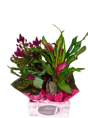 ΣΥΝΘΕΣΗ ΦΥΤΩΝ ΣΕΛΟΣΙΑ ΜΕ ΚΑΛΑ ΣΕ ΞΥΛΙΝΟ ΚΑΣΠΟ - Ανθοπωλεία Θεσσαλονίκη Ανθοδημιουργίες