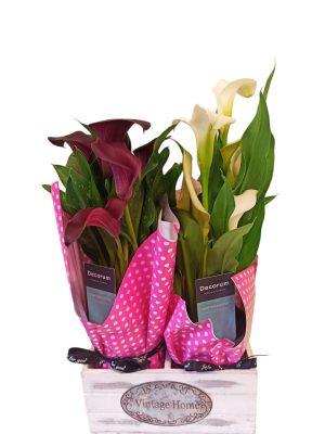 ΣΥΝΘΕΣΗ ΜΕ ΚΑΛΕΣ ΣΕ ΚΑΣΠΟ