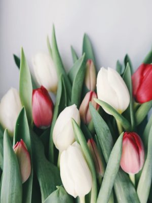 TULIPS. FLOWER SYMBOL FOR THE EASTERN COUNTRIES. IT IS PREFERRED EVERY YEAR FOR THE CELEBRATION OF WOMEN'S MARCH 08.