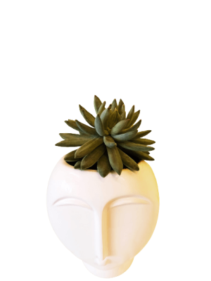 Ανθοπωλείο Θεσσαλονίκη Ανθοδημιουργίες | ΠΑΧΥΦΥΤΟ ΣΕ ΚΑΣΠΟ ΓΥΝΑΙΚΕΙΟ ΠΡΟΣΩΠΟ