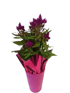 ΣΕΛΟΣΙΑ ΣΕ ΚΕΡΑΜΙΚΟ