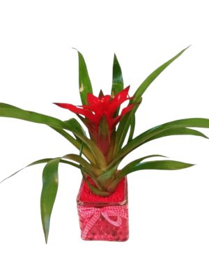 ΓΚΟΥΣΜΑΝΙΑ-ΣΕ-ΓΥΑΛΙ-ΜΕ-ΔΙΑΚΟΣΜΗΤΙΚΟ-ΖΕΛΕ