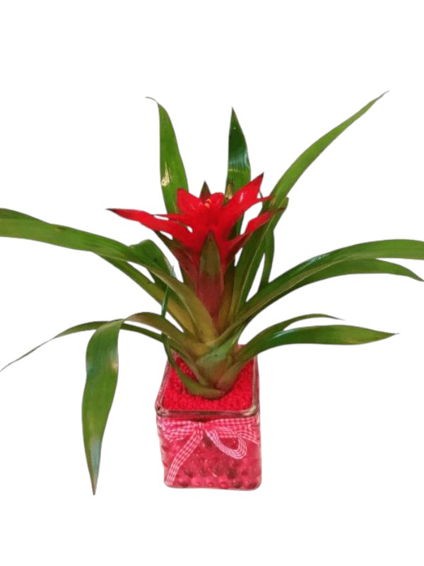 ΓΚΟΥΣΜΑΝΙΑ-ΣΕ-ΓΥΑΛΙ-ΜΕ-ΔΙΑΚΟΣΜΗΤΙΚΟ-ΖΕΛΕ