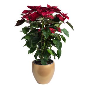 Μεγάλο φυτό Αλεξανδρινό σε Χρυσό Κεραμικό