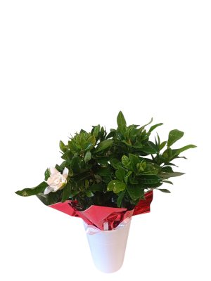 Αρωματικό φυτό γαρδένιας σε λευκό κεραμικό