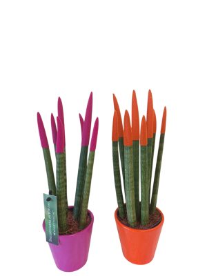 Σανσιβερια Βελβετ σε Κεραμικό