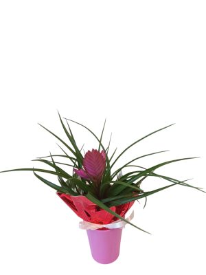 Τιλανσια σε ροζ κεραμικό