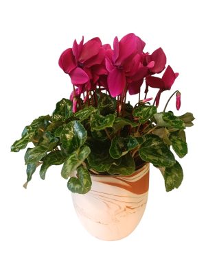 ΜΕΓΑΛΟ ΚΥΚΛΑΜΙΝΟ ΣΕ ΚΕΡΑΜΙΚΟ