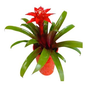 Γκουσμάνια σε Κεραμικό