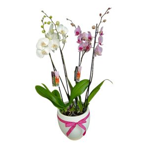 Δώρο για Νεογέννητο Κοριτσάκι με Τετράκλωνες Ορχιδέες σε Κεραμικό Λευκό με Ροζ