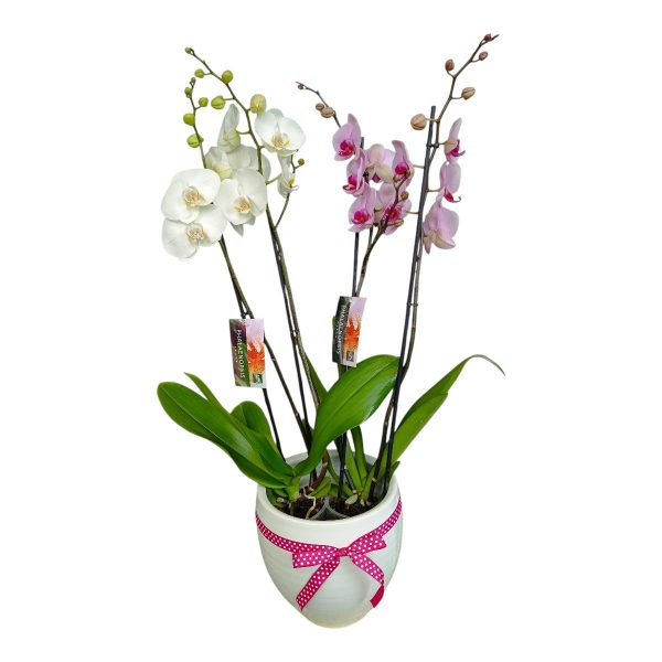 Δώρο για Νεογέννητο Κοριτσάκι με Τετράκλωνες Ορχιδέες σε Κεραμικό Λευκό με Ροζ