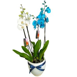 Σύνθεση με τετράκλωνες ορχιδέες σε κεραμικό λευκό με μπλέ