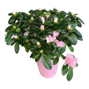 ροζ αζαλέα σε κεραμικό